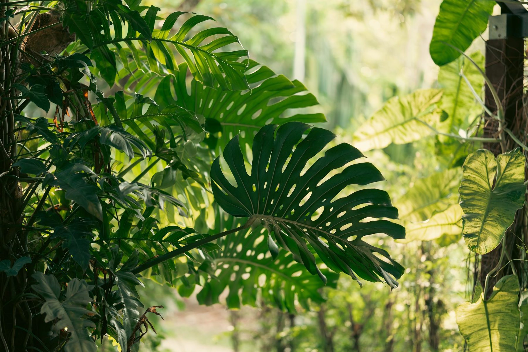 Monstera al sol en el jardín de Na Balam