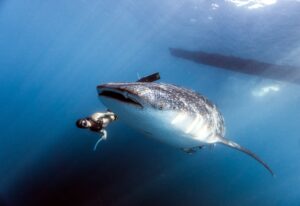 Tiburón ballena Isla Mujeres