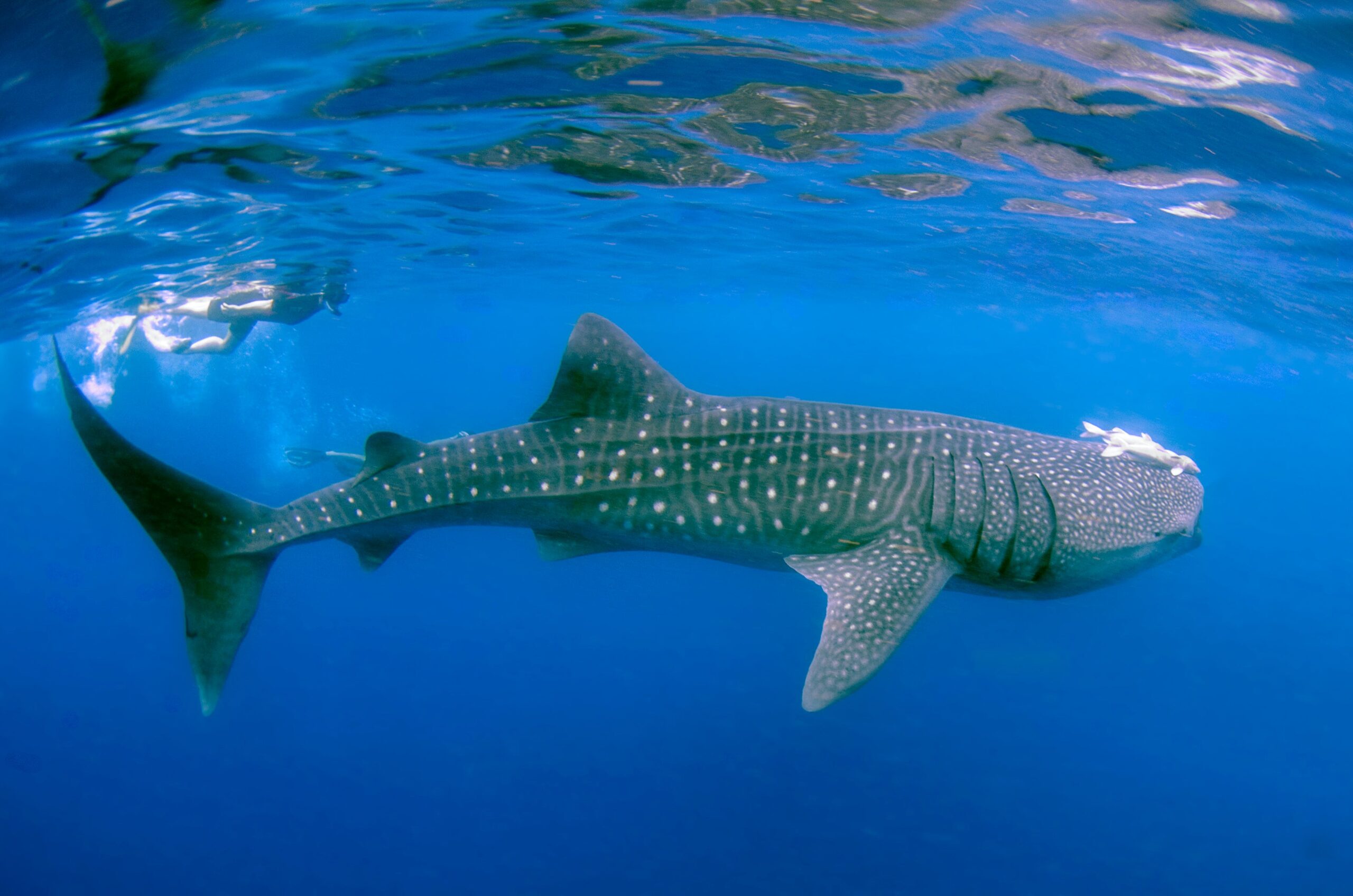 whale-shark